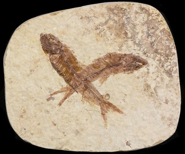 Two Small Knightia Fossil Fish - Wyoming #41043